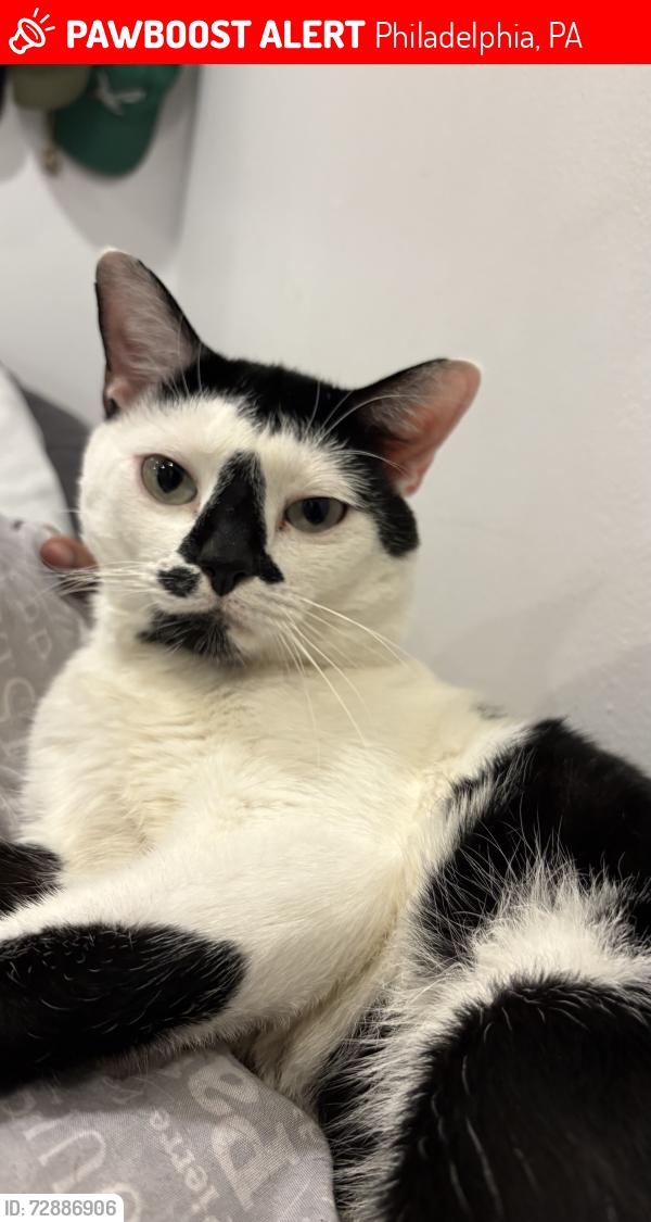 Lost Male Cat last seen Simons Playground, Philadelphia, PA 19138