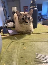 Lost Male Cat last seen Primrose Court, Greensboro, NC 27408