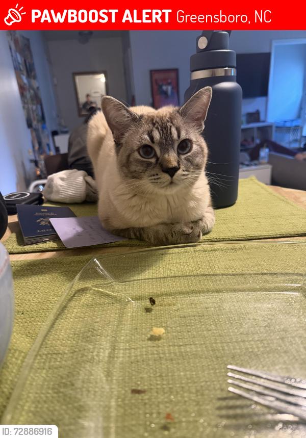 Lost Male Cat last seen Primrose Court, Greensboro, NC 27408