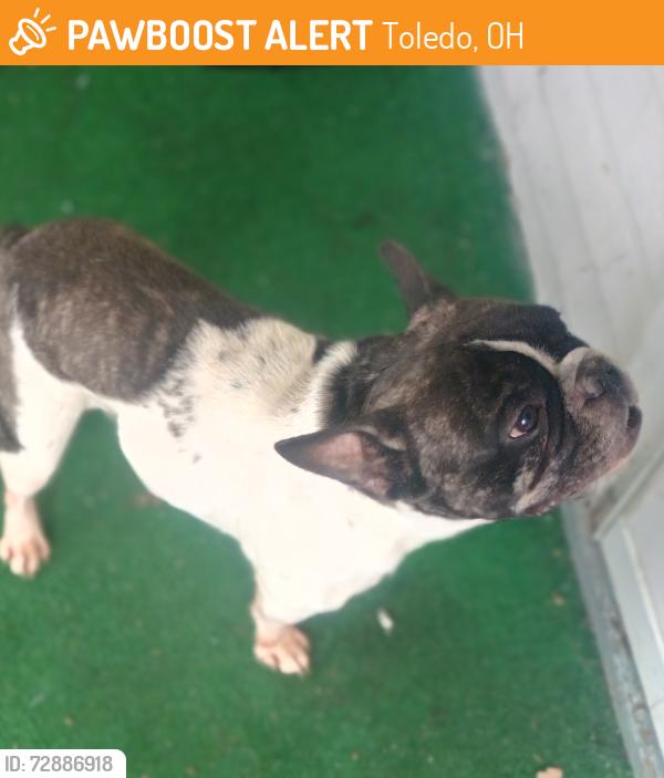 Found/Stray Male Dog last seen Detroit and Central , Toledo, OH 43606