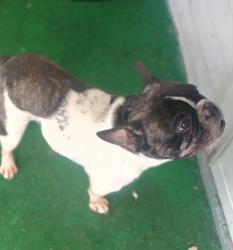 Found/Stray Male Dog last seen Detroit and Central , Toledo, OH 43606