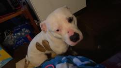 Found/Stray Female Dog last seen Central Ave & Park Ave by Rubys Market, Charleston, WV 25302