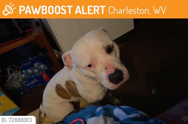 Found/Stray Female Dog last seen Central Ave & Park Ave by Rubys Market, Charleston, WV 25302