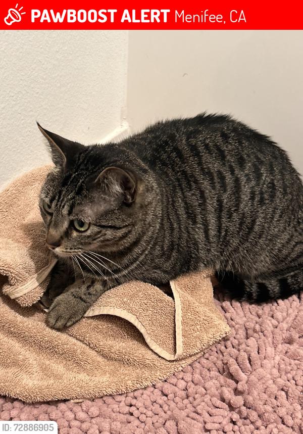 Lost Female Cat last seen Banner park park , Menifee, CA 92584