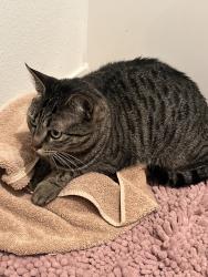 Lost Female Cat last seen Banner park park , Menifee, CA 92584