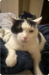Reunited Male Cat last seen 67th St and Babcock Trail, Inver Grove Heights, Inver Grove Heights, MN 55077