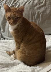 Lost Male Cat last seen Havenwood, Baltimore, MD 21218