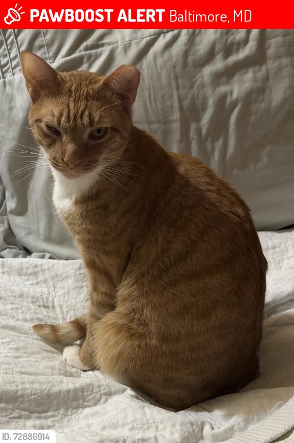 Lost Male Cat last seen Havenwood, Baltimore, MD 21218