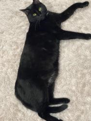 Lost Male Cat last seen NE 72nd and 16th , Vancouver, WA 98665