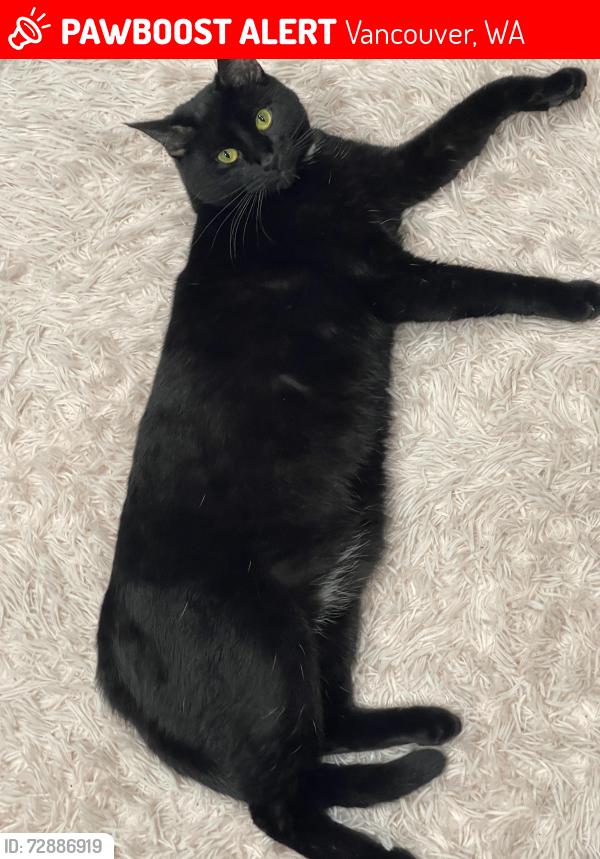Lost Male Cat last seen NE 72nd and 16th , Vancouver, WA 98665