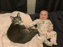 Lost Male Cat last seen Harbour pointe blvd, Mukilteo, WA 98275