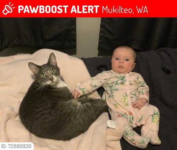 Lost Male Cat last seen Harbour pointe blvd, Mukilteo, WA 98275
