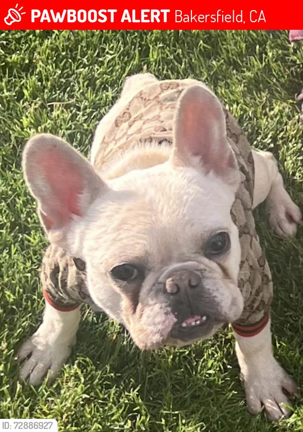 Lost Female Dog last seen Kramer Dr, Manitou Way, Moffitt Way, El Portal Dr, Bugde Way, Bakersfield, CA 93309