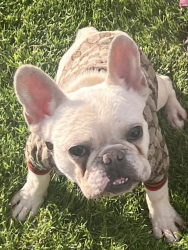 Lost Female Dog last seen Kramer Dr, Manitou Way, Moffitt Way, El Portal Dr, Bugde Way, Bakersfield, CA 93309