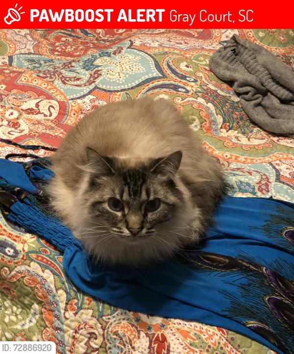 Lost Male Cat last seen Barnyard Drive, Gray Court, SC 29645