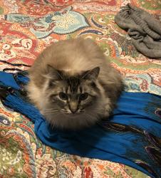 Lost Male Cat last seen Barnyard Drive, Gray Court, SC 29645