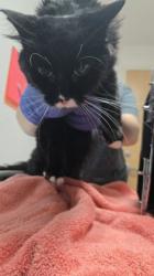 Shelter Stray Female Cat last seen Folsom, CA 95630, Sacramento, CA 95828