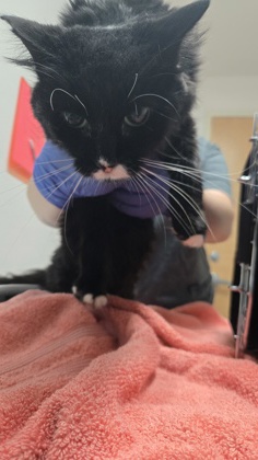 Shelter Stray Female Cat last seen Folsom, CA 95630, Sacramento, CA 95828