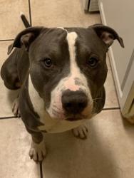 Shelter Stray Male Dog last seen Sangaree, SC 29486, North Charleston, SC 29406