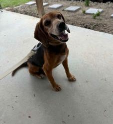 Shelter Stray Male Dog last seen Hanahan, SC 29410, North Charleston, SC 29406