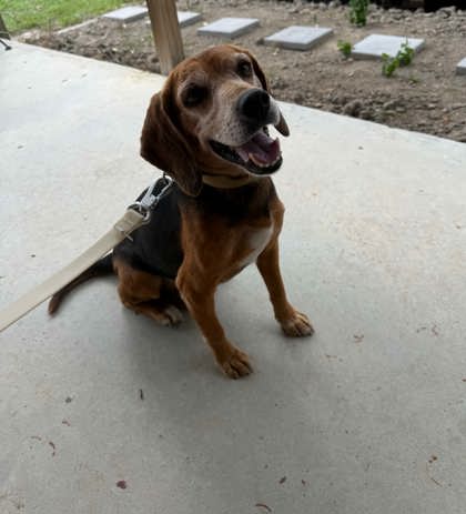Shelter Stray Male Dog last seen Hanahan, SC 29410, North Charleston, SC 29406