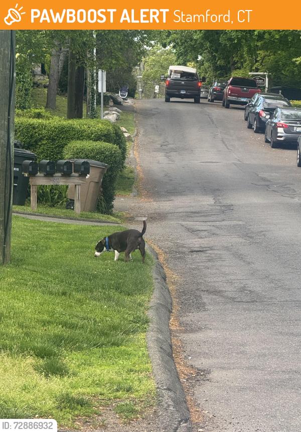 Found/Stray Male Dog last seen Highview ave/ surrounding areas , Stamford, CT 06907