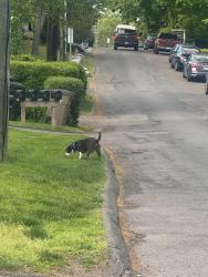 Found/Stray Male Dog last seen Highview ave/ surrounding areas , Stamford, CT 06907