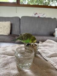 Found/Stray Female Bird last seen Happy Valley New Seasons , Happy Valley, OR 97086