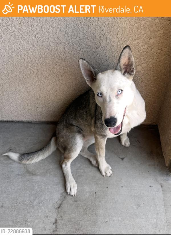 Found/Stray Female Dog last seen Mt Whitney and marks, Riverdale, CA 93656