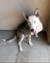 Found/Stray Female Dog last seen Mt Whitney and marks, Riverdale, CA 93656