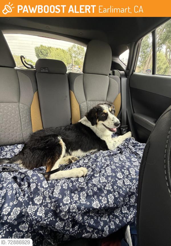 Found/Stray Male Dog last seen Near E Sierra Ave (Speedway gas station), Earlimart, CA 93219
