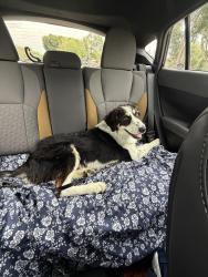 Found/Stray Male Dog last seen Near E Sierra Ave (Speedway gas station), Earlimart, CA 93219