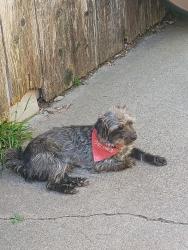 Lost Male Dog last seen Near Las Bancas Ct, Chula Vista, CA 91911
