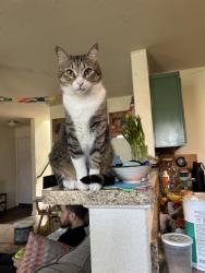 Reunited Male Cat last seen Bridges Lane, Jarrell, TX 76537