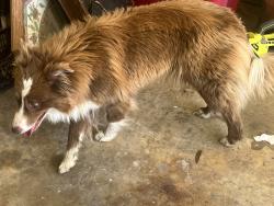 Found/Stray Female Dog last seen Near Busy Bee, Allgood, AL 35121