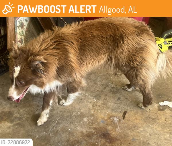 Found/Stray Female Dog last seen Near Busy Bee, Allgood, AL 35121
