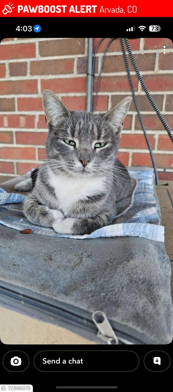 Lost Female Cat last seen Two pond national wildlife refuge, Arvada, CO 80005