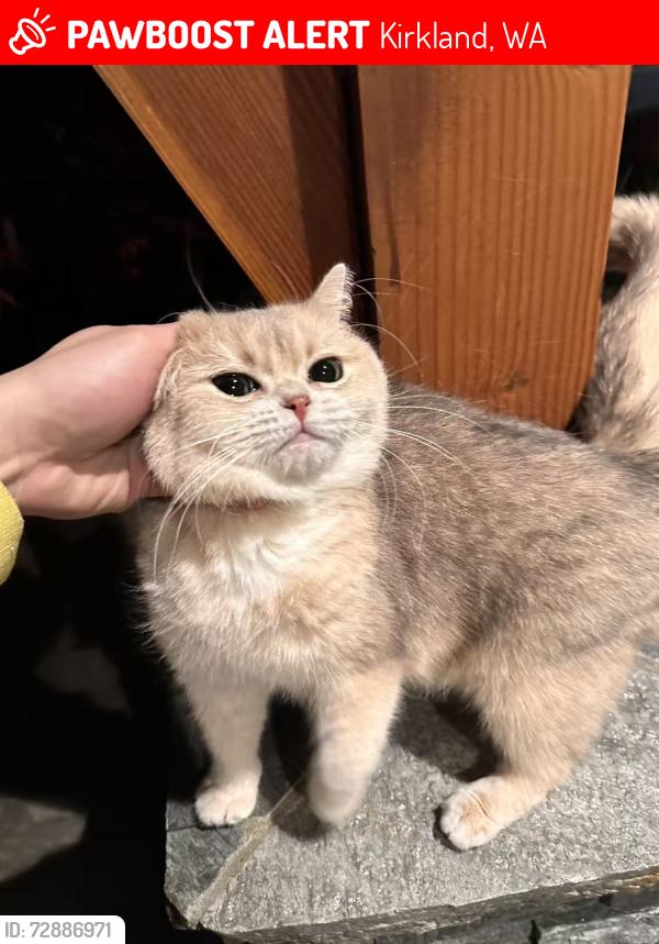 Lost Male Cat last seen NE 112th ST, Kirkland, WA 98033
