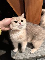 Lost Male Cat last seen NE 112th ST, Kirkland, WA 98033