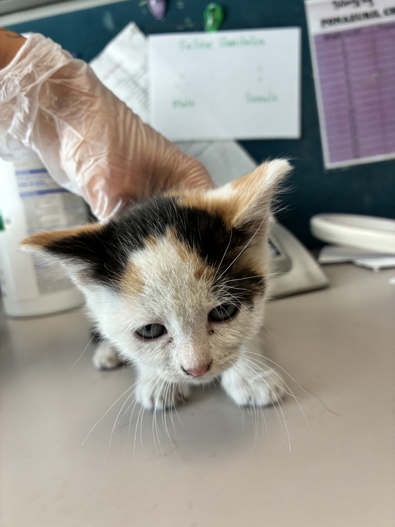 Shelter Stray Female Cat last seen Near W Mojave Drive, SALT LAKE CITY, UT, 84116, Taylorsville, UT 84123