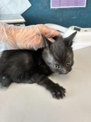 Shelter Stray Female Cat last seen Near W Mojave Drive, SALT LAKE CITY, UT, 84116, Taylorsville, UT 84123