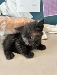 Shelter Stray Male Cat last seen Near W Mojave Drive, SALT LAKE CITY, UT, 84116, Taylorsville, UT 84123