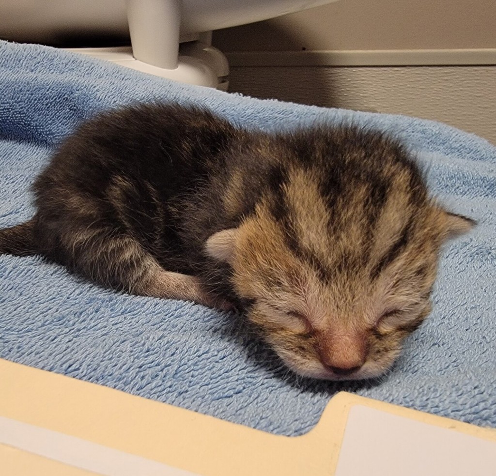 Shelter Stray Male Cat last seen Near Baldwin Street, OAKLAND, CA, 94621, 8323 Baldwin St, Oakland, CA 94621, USA