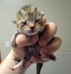 Shelter Stray Male Cat last seen Near Baldwin Street, OAKLAND, CA, 94621, Oakland, CA 94621