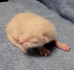 Shelter Stray Male Cat last seen Near Baldwin Street, OAKLAND, CA, 94621, Oakland, CA 94621