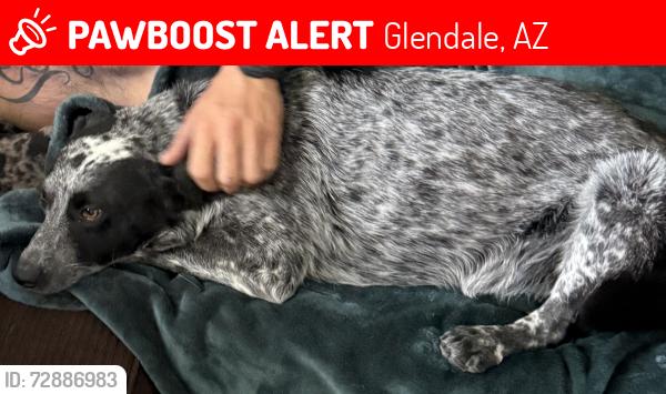 Lost Female Dog last seen 55th Ave and cholla , Glendale, AZ 85304