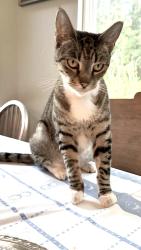 Found/Stray Female Cat last seen Accalanes at pidgeon court, Lafayette, CA 94549