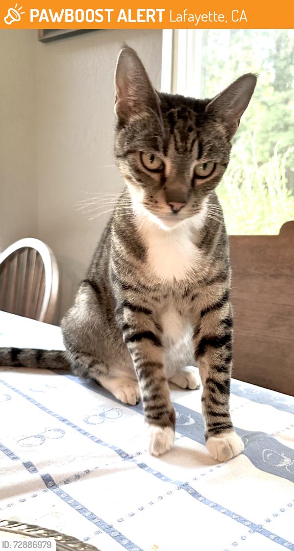 Found/Stray Female Cat last seen Accalanes at pidgeon court, Lafayette, CA 94549