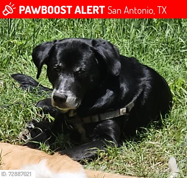 Lost Male Dog last seen Culebra Rd and General Mcmullen , San Antonio, TX 78228