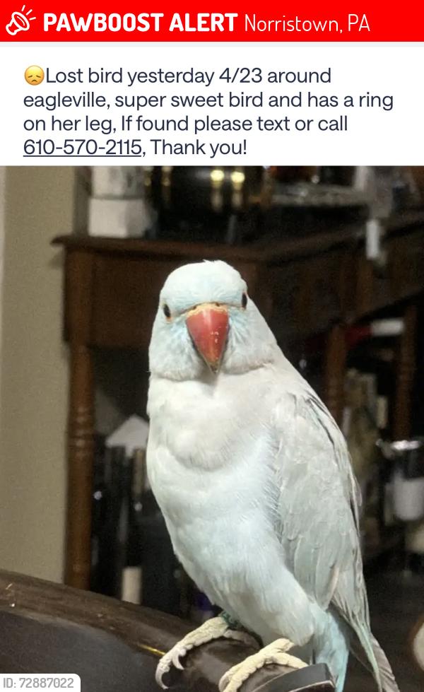 Lost Female Bird last seen Germantown Pike , Norristown, PA 19401